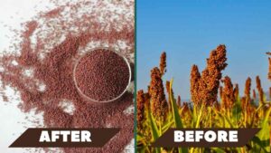 types of millets with pictures Finger health