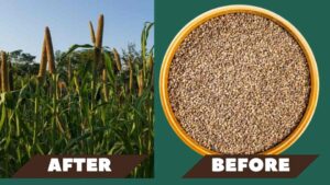 types of millets with pictures little millet good for health 