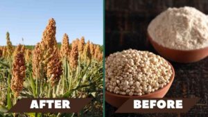 types of millets with pictures for health