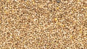 types of millets with pictures Barnyard Millet for health 