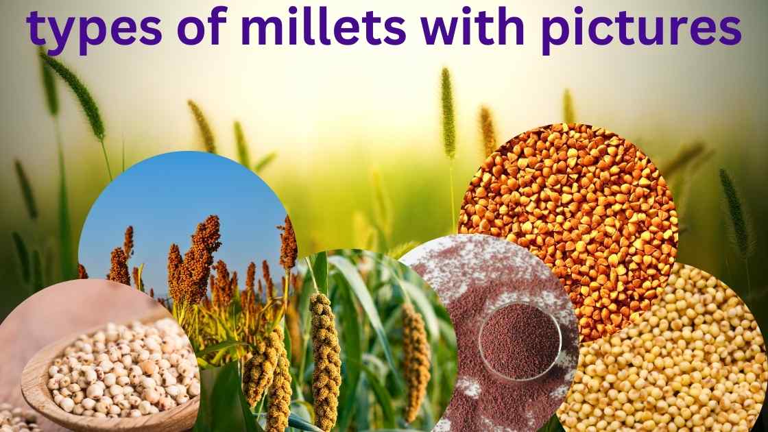 types of millets with pictures for good health