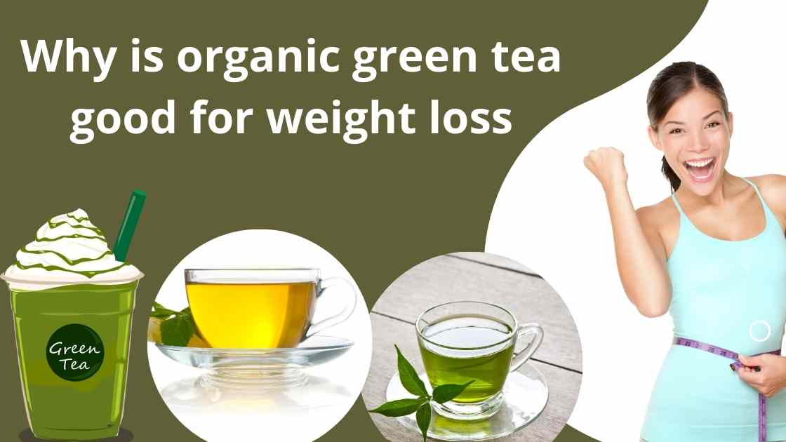 Why is organic green tea good for weight loss?