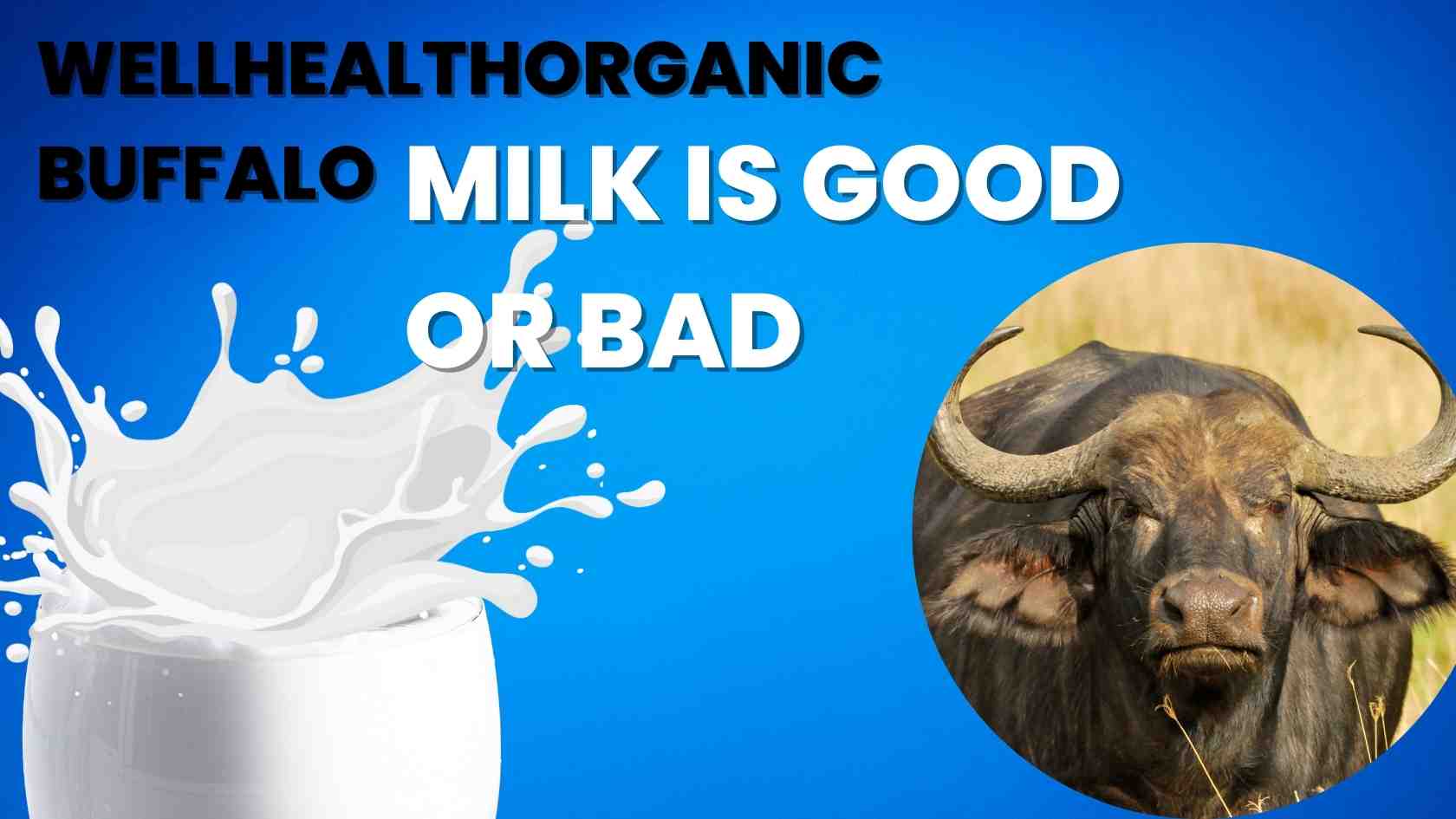 wellhealthorganic buffalo milk is good or bad